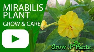 Mirabilis plant  grow and care Easy to maintenance [upl. by Adnamas253]