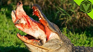 ALLIGATOR — the swamp monster that eats bears and cougars Alligator vs human bobcat and pig [upl. by Ellehciram]