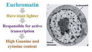 Different between Euchromatin and Heterochromatin on Eukaryotic Cell [upl. by Rimola]