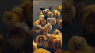 German Spitz available for sale shorts dog viral trending [upl. by Airahs]