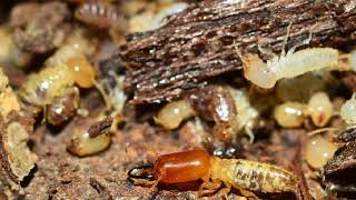 Fact of Termites wood damaging insects [upl. by Aiem]