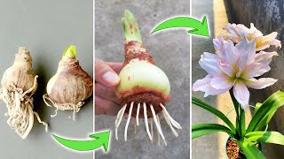 Tips on Growing Amaryllis Bulbs  How to Make Hippeastrum Quickly Root and Bloom [upl. by Nynnahs]