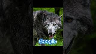 Google vs Pinterest  Northwestern wolf edition  therian edit googlevspinterest wolf fyp [upl. by Filemon514]