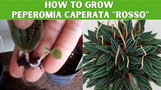 See how I successfully propagated Peperomia Caperata quotRossoquot from 1 tiny leaf [upl. by Krik]