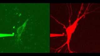 Inject Dye into a cell using a MM3ALS micromanipulator [upl. by Borlow]