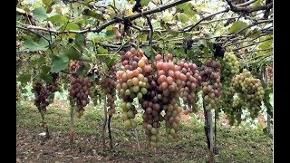 VITIVINICULTURA UVA BENITAKA VITIS VINÍFERA GRAPES PARREIRAS DE UVA FRUTOS DO QUINTAL NATUREZA [upl. by Hamil]