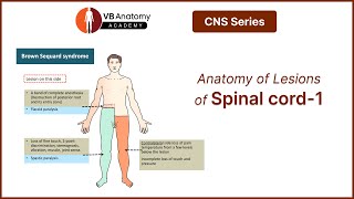 Anatomy of Lesions of spinal cordPart 1 [upl. by Dorsy371]