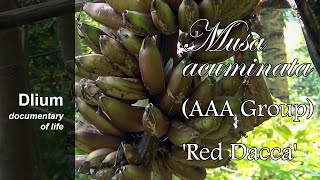 Red banana Musa acuminata AAA Group Red Dacca [upl. by Bayless]