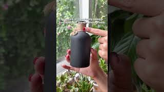 Quick tips to stop algae from growing in your propagation water propagation waterpropagation [upl. by Moneta]