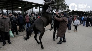 Targi Koni Skaryszew 2019 [upl. by Waugh472]