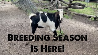 Goat Breeding Season Coming Early [upl. by Esined]