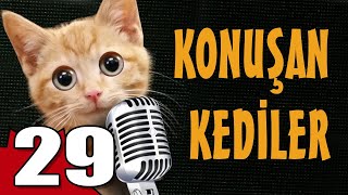 Konuşan Kediler 29  En Komik Kedi Videoları [upl. by Gracia]