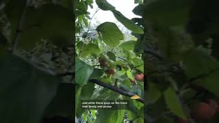 How to Eat American Persimmons Diospyros virginiana [upl. by Aneerahs]