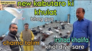 Khol diye new kabutar sare 🤫🔥😱 new kabutaro ki khulat orangzeb bhai ka shok  B irshad khalifa [upl. by Cagle253]