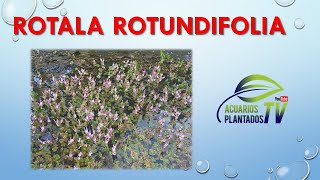 Rotala Rotundifolia [upl. by Asirralc895]