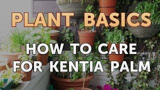 How to Care for Kentia Palm [upl. by Madox]