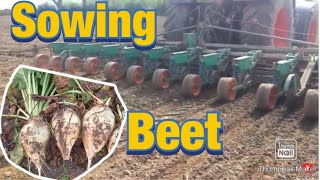 Sowing fodder beet [upl. by Whang]