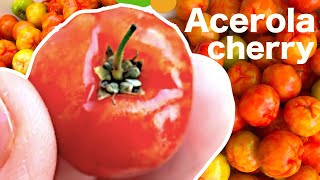 When is it ripe and sweet  How to choose and eat acerola cherries  Barbados cherry  Sơ ri [upl. by Reemas]