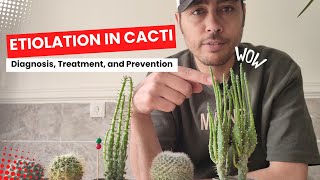 Unveiling the Secrets of Cactus Etiolation Causes and Solutions [upl. by Eylrac]