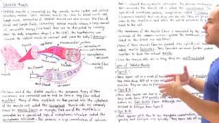 Structure of Skeletal Muscle [upl. by Katha]