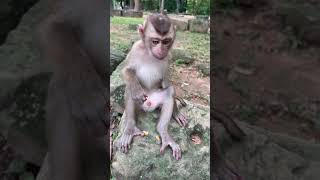 Homygod help poor monkey monkey hanuman [upl. by Alexandrina51]