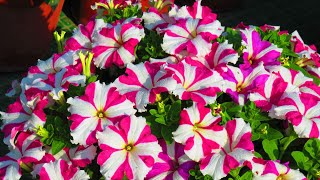 How to Grow Giant Petunias in Pots  Recording of Online Class 5122020 [upl. by Hogg34]