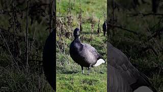 Brent geese seen on Farlington marsh near Portsmouth in Hampshire shorts birds wildlife nature [upl. by Idnyc433]