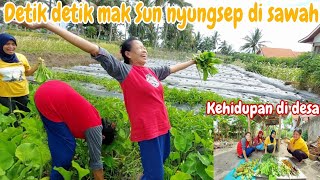 DETIK DETIK MAK SUN NYUNGSEP‼️PANEN BERANEKA SAYUR SEGAR DAN BUAH DI KEBUN  Kehidupan di desa [upl. by Hcir971]