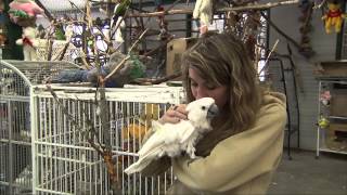 Parrot Refuge for Unwanted Pet Birds  Senior Living [upl. by Ydrah219]