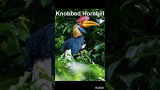 Knobbed Hornbill [upl. by Ryan]