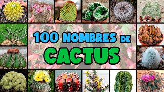 100 tipos de CACTUS y su NOMBRE CIENTÍFICO [upl. by Ocsirf215]