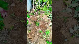 Garden me nya mehman aaya trending gardening garden shortfeed shorts youtubeshorts youtube [upl. by Pomfret]