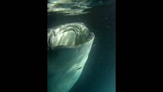 WHALE SHARK FEEDING ON PLANKTON  NIGHT SNORKELING MALDIVES [upl. by Eyahs210]