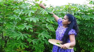 village cooking 🌻maniyoc leaves mallum🌻maiyokka kola mallum preparig traditional life and villaga [upl. by Aneis]