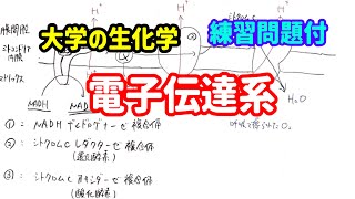 電子伝達系について、わかりやすく解説！【大学の生化学】 [upl. by Jamnis]