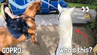 riding a new horse who’s this👀  GO PRO HACK [upl. by Ayian]