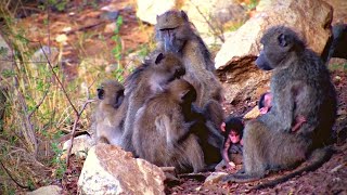 Cute Baboons Grooming Session [upl. by Laehpar832]