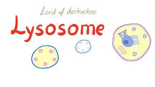 Lysosome [upl. by Mchugh137]