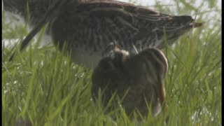 Bécassine des marais  Jack Snipe  Bekassine  Gallinago gallinago [upl. by Adim832]