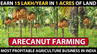 ARECA NUT FARMING  BETEL NUT CULTIVATION  Complete informations  Supari ki Kheti Kaise Hoti Hai [upl. by Hagerman733]