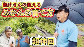 【超神回】植物ホルモンを徹底理解してみかんの木を作る！！【せがた農園 瀬片元治さん③】 [upl. by Gipson]