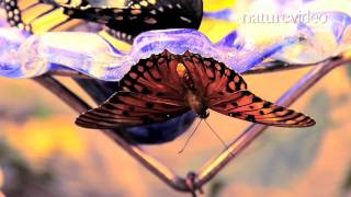 Supergene controls butterfly mimicry  by Nature Video [upl. by Sikes]