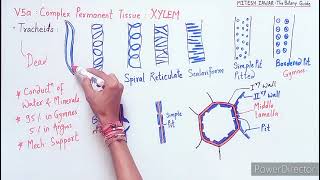 Xylem  Complex Permanent Tissue  Tracheids Vessels Xylem Parenchyma amp Xylem Sclerenchyma [upl. by Bink]