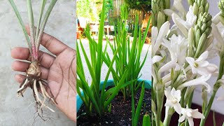 Growing Tuberose Using Small Tubers Easy Way [upl. by Suryt]