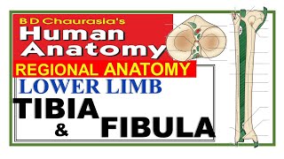 Chp2  Tibia amp Fibula Tibia  Fibula  Lower Limb  BD Chaurasia Anatomy  Dr Asif Lectures [upl. by Francoise754]