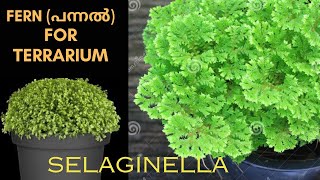 Selaginella Apoda the beautiful fern for terrarium Care and Propagation [upl. by Nagaet]