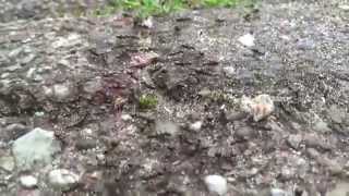 Ant War  two ant colonies battling [upl. by Retepnhoj]