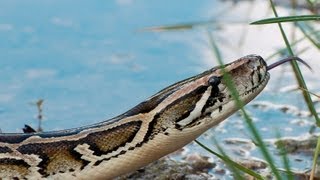 Pythons at Alligator Pond 01  Dangerous Animals in Florida [upl. by Suertemed]