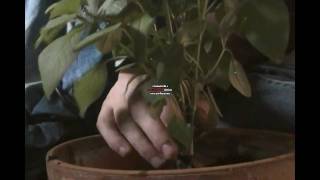 Transplanting a Hydroponic basil plant to soil [upl. by Mcloughlin]