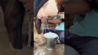 50 किलो दूध कि गायं cow farm dairyfarm animals [upl. by Adiehsar566]